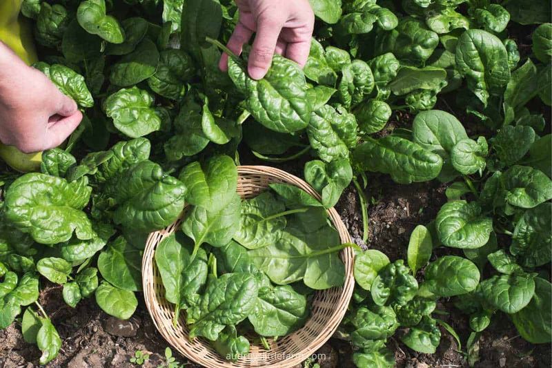 Spinach - The Cool Weather Champion