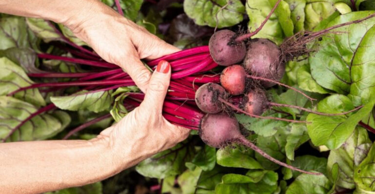 What to Plant This Fall in Texas: A Seasonal Gardening Guide