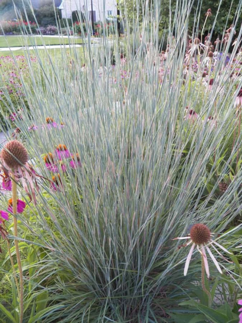 Drought Tolerance That Actually Works