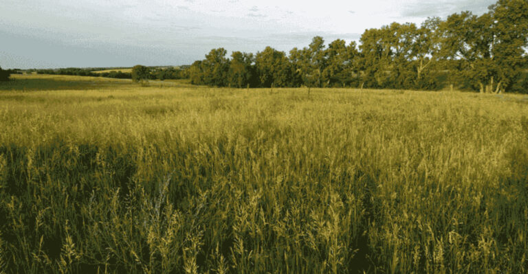 Why Native Grasses Are Perfect for Kansas Landscapes