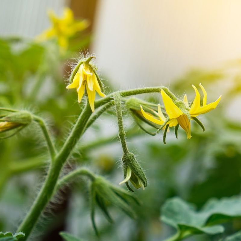 Blossom Drop Ruins Your Harvest Dreams