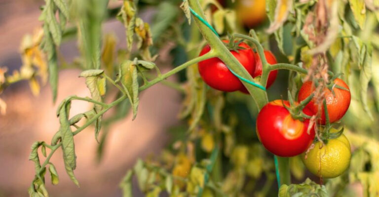 Why Texas Tomatoes Hate the Heat (and the Hack That Saves Them)