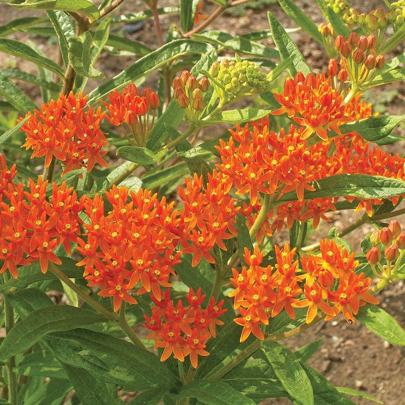 Butterfly Milkweed