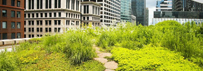 Rooftop Gardens Maximize Limited Urban Space