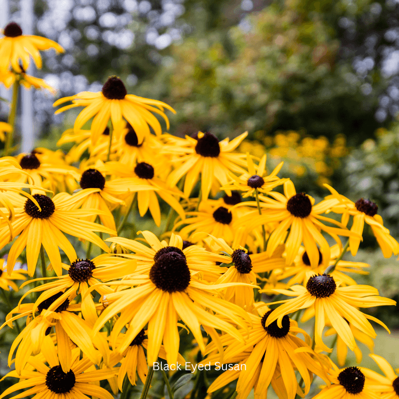 Black-Eyed Susan (Rudbeckia hirta)