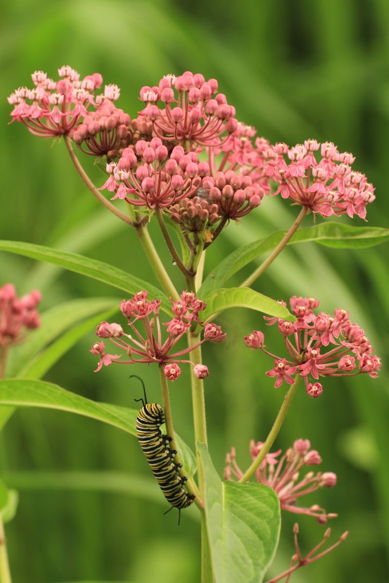 Swamp Milkweed (Asclepias incarnata)