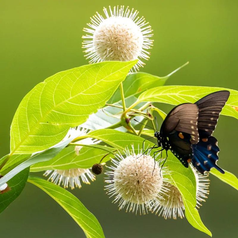 Buttonbush (Cephalanthus occidentalis)
