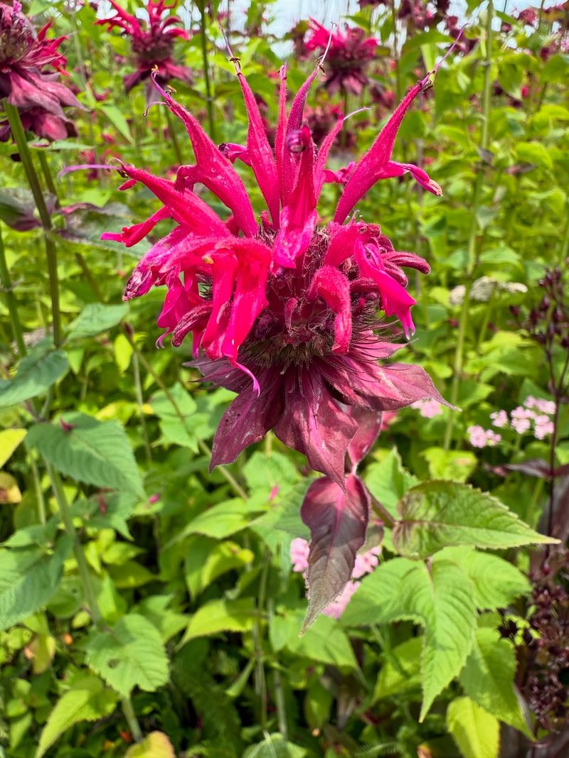 Bee Balm Bonanza