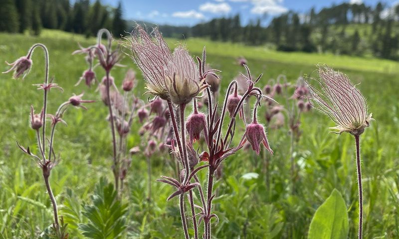 Prairie Smoke