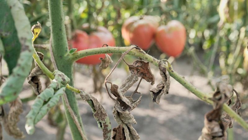 Root System Struggles in Scorching Soil