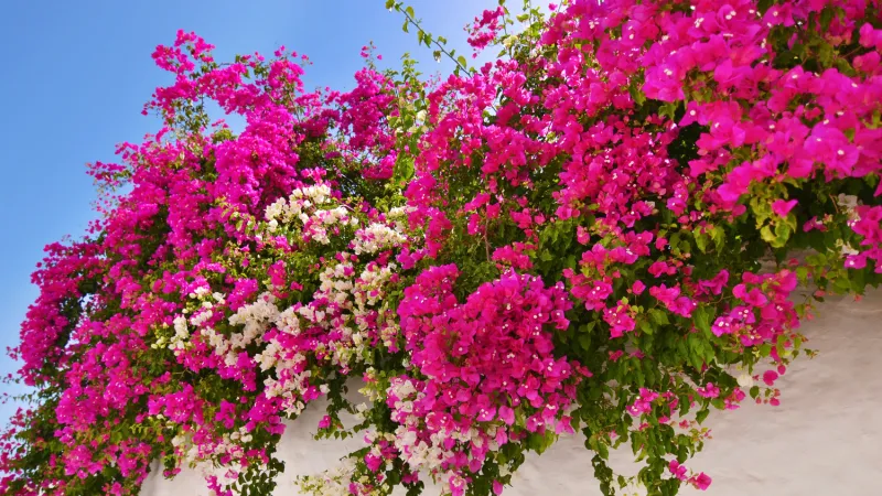 Plant in Waves for Continuous Color