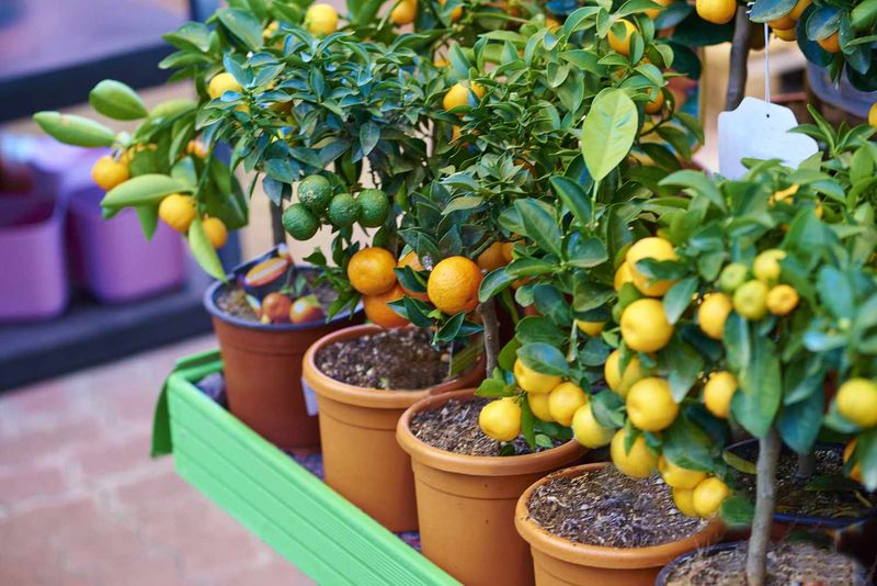 Container Fruit Trees