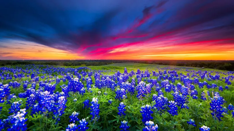 Bluebonnet