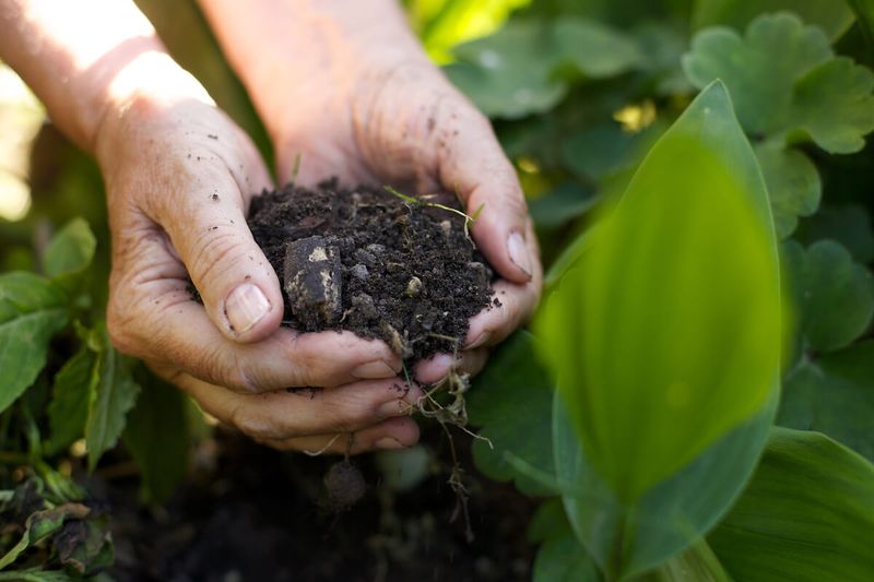 Build Healthy Soil Ecosystems That Thrive