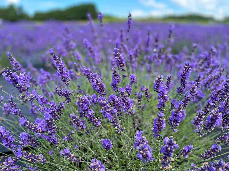 Lavender (Lavandula angustifolia)
