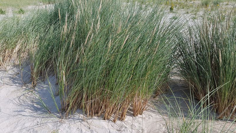 Native Beach Grass Stabilizers