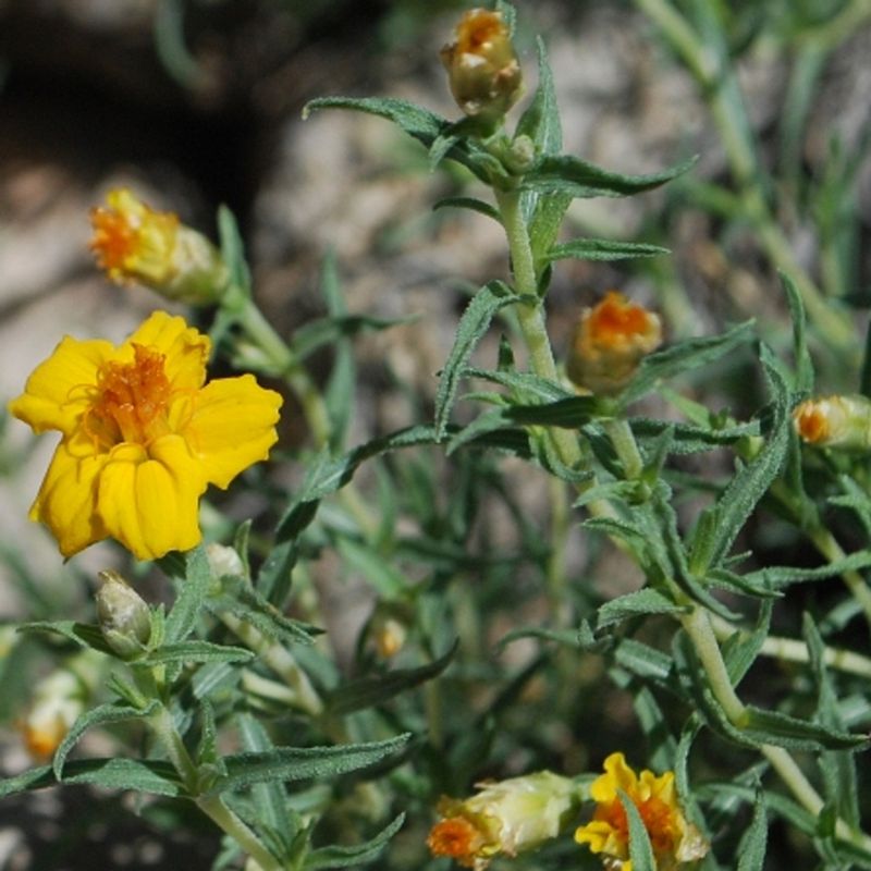 Desert Zinnia