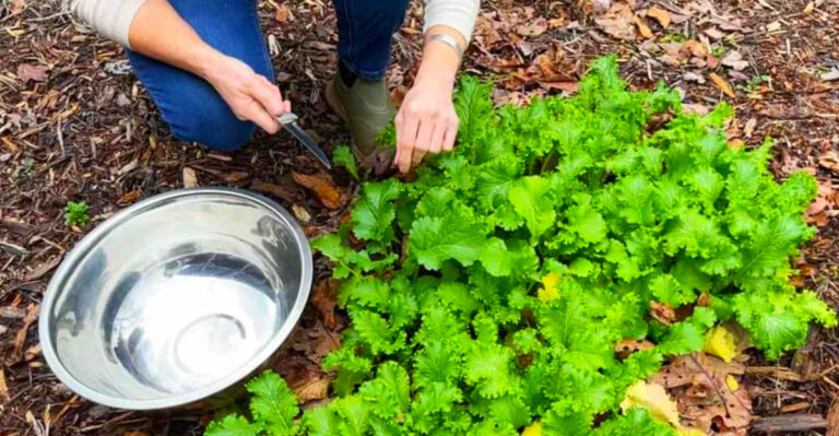 10 Best Vegetables to Plant in Kentucky This Autumn