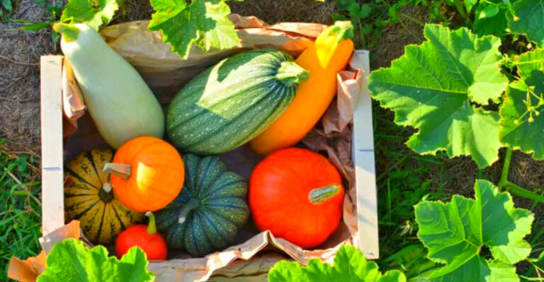 10 Fall Gardening Tips Every Connecticut Gardener Should Try in 2025
