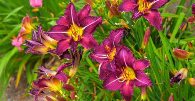 12 Common Garden Problems You Can Solve With Plants