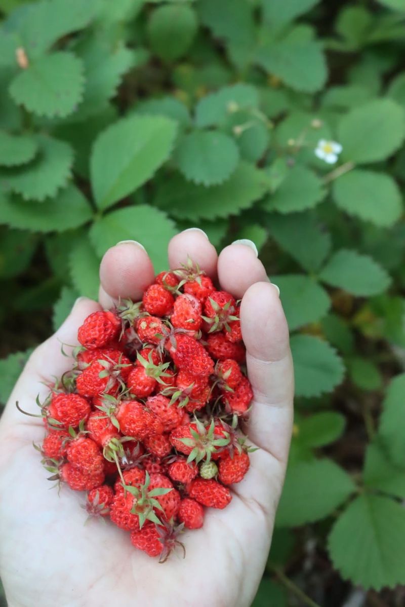 Wild Strawberry - Nature's Tiny Sweet Treasures