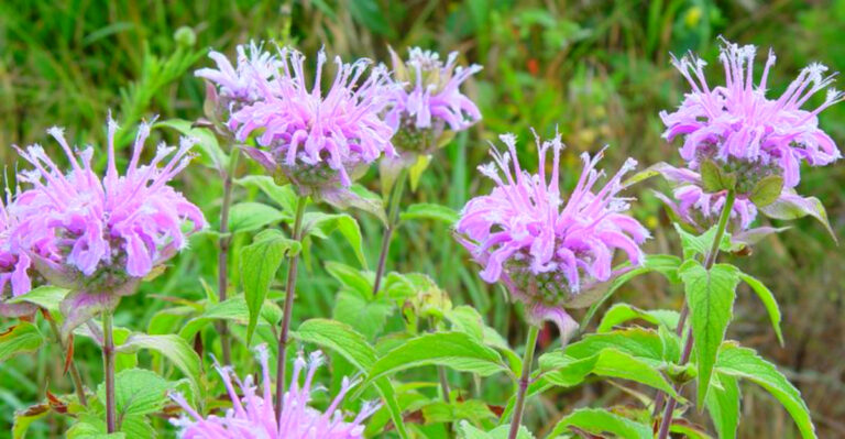 12 Iowa’s Secret Edible Prairie Plants You Can Grow in Your Own Yard