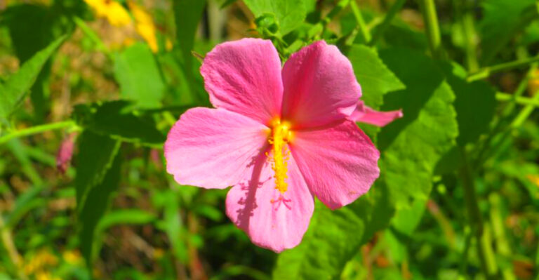 12 Maine’s Coastal Plants That Double as Stunning Garden Perennials