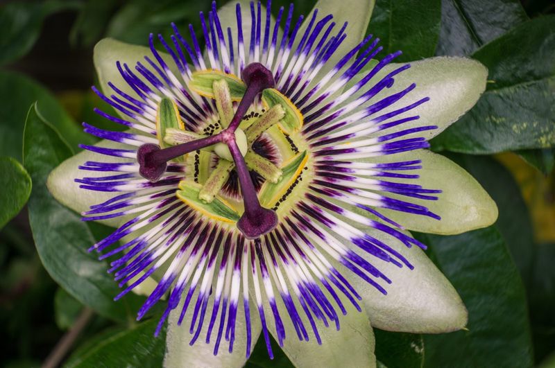 Passionflower - Nature's Calm in a Cup
