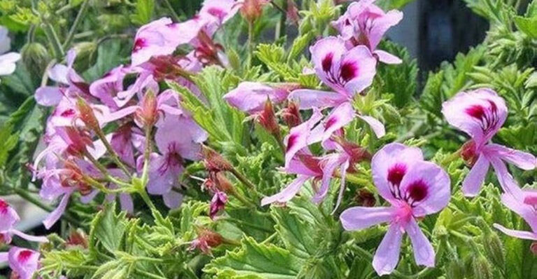 15 Herbs That Keep Mosquitoes Away Better Than Store-Bought Sprays