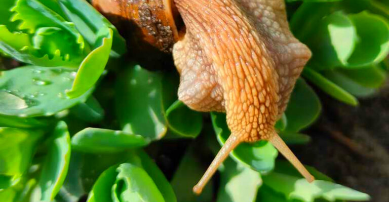 20 Plants That Naturally Send Snails and Slugs Packing