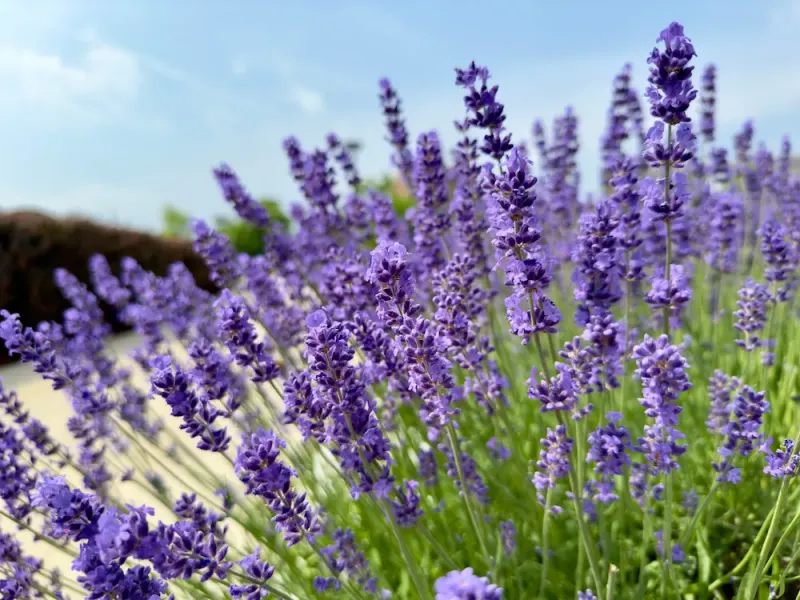 Lavender