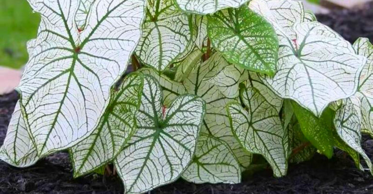 21 Striking Plants That Glow Under Moonlight