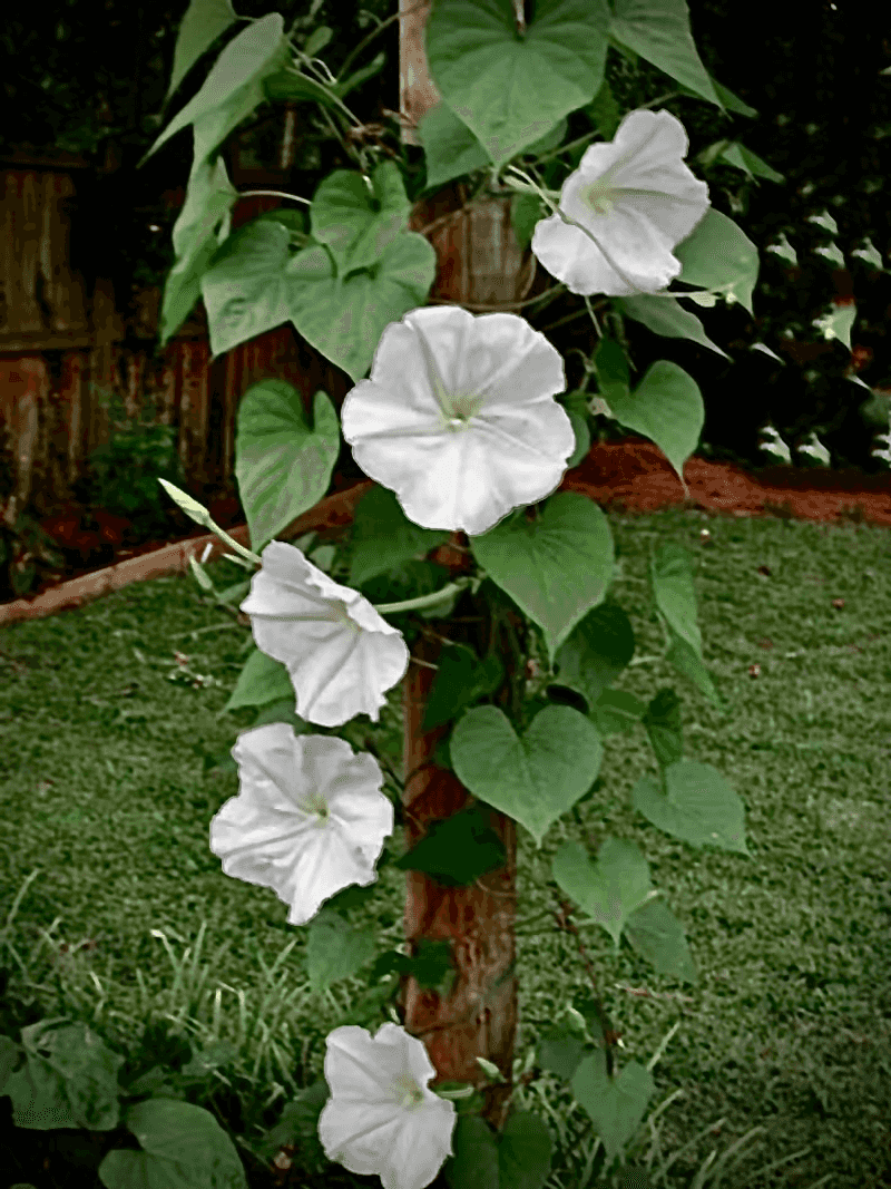 Moonflower