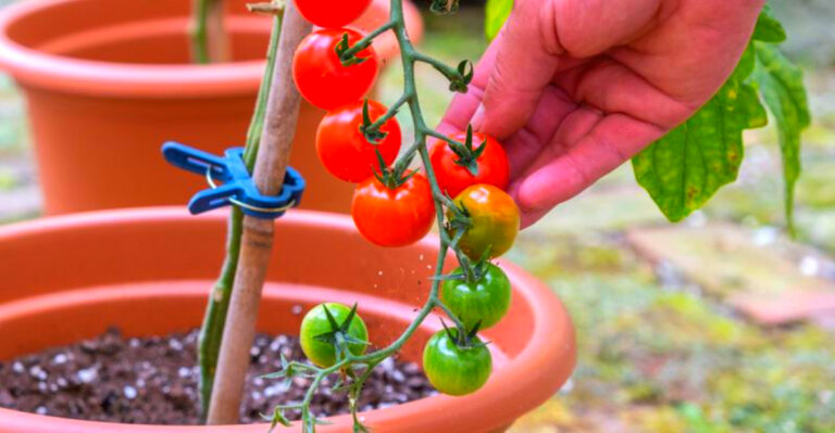 27 Foolproof Plants That Love Growing in Pots