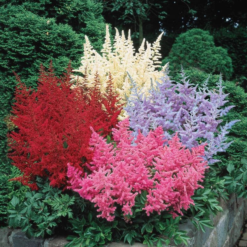 Astilbe: Feathery Plumes of Pure Magic