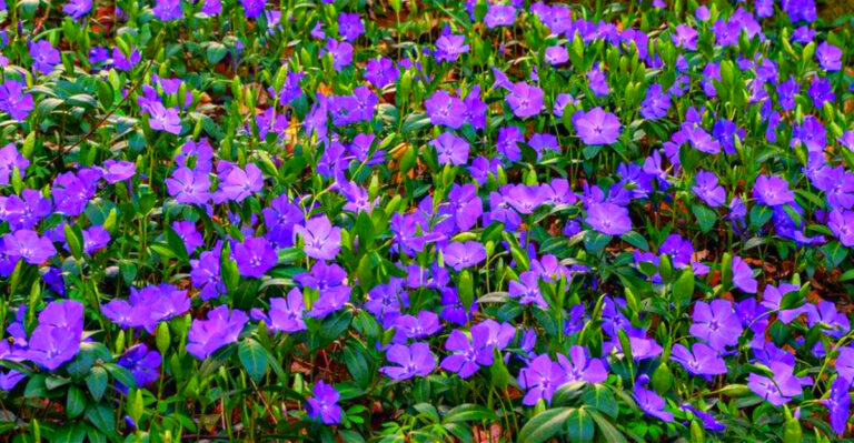 30 Gorgeous Plants That Brighten Up the Darkest Corners of Your Yard