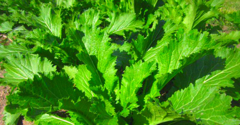 7 Cold-Tolerant Greens for New Hampshire Gardens This Fall