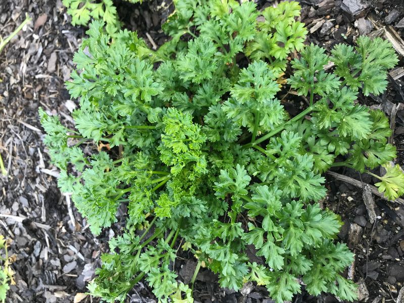 Thyme - The Tiny Powerhouse