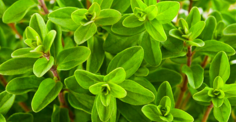 7 Easy-to-Grow Herbs for Rhode Island Autumn Gardens