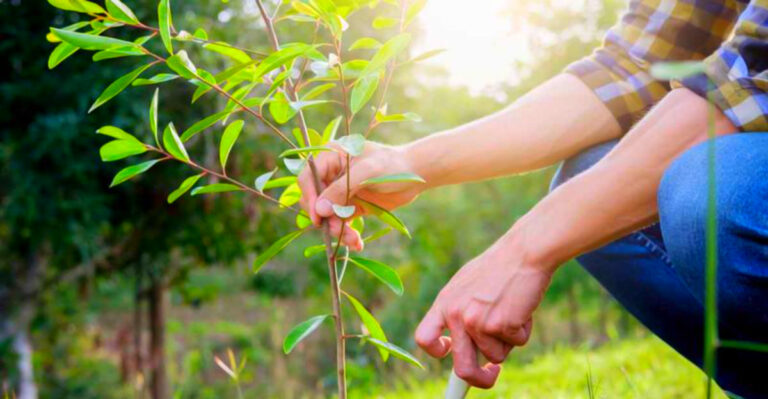 7 Tips for Growing Fruit Trees in New Mexico This Fall