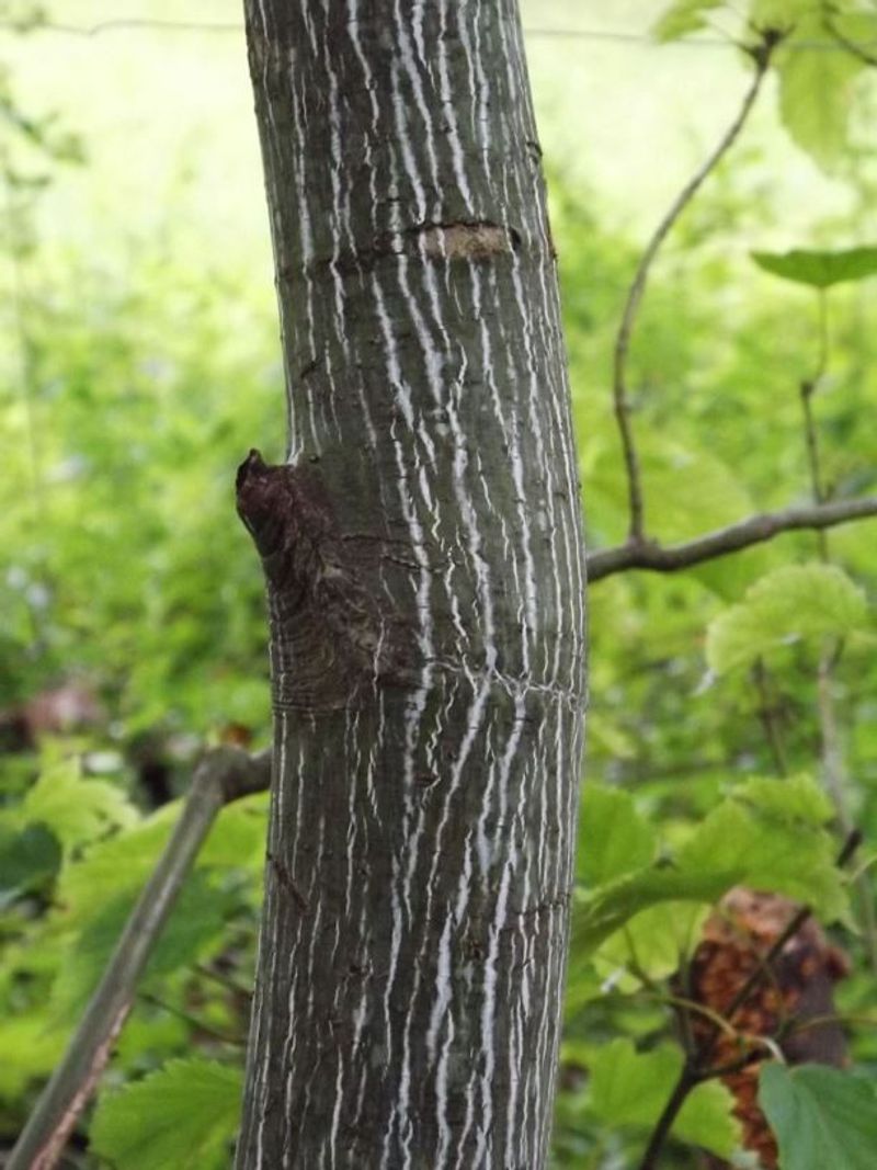 Striped Maple (Moosewood)