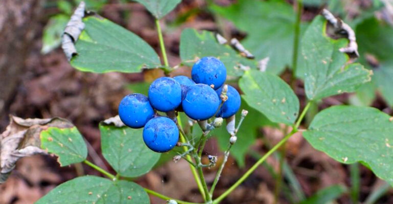 7 Vermont’s Maple Companion Plants You’ve Never Heard Of