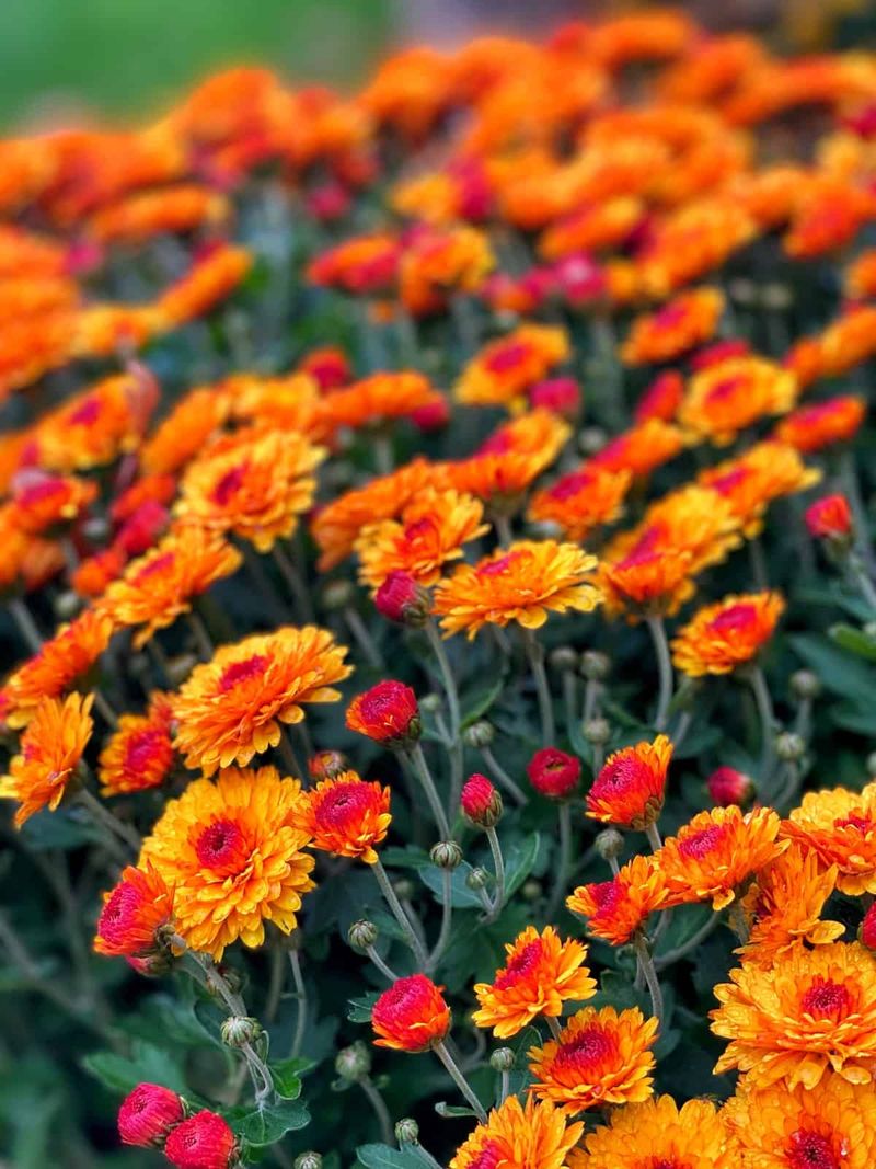 Chrysanthemums (Mums)