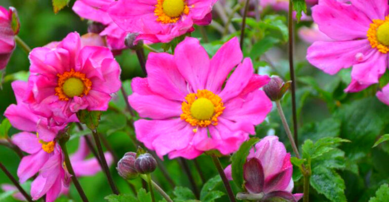 8 Fall Flowers That Thrive in Maryland Gardens (2025 Edition)