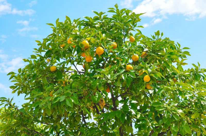 Citrus Trees (Oranges, Lemons, Limes, Grapefruit)