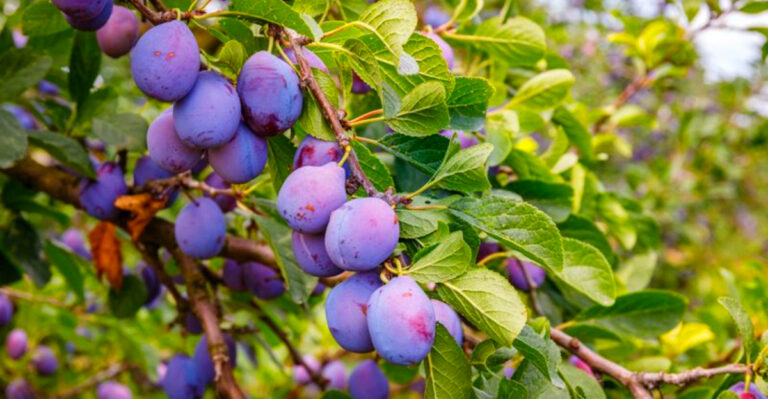 8 Fruit Trees That Actually Do Well in Arizona Backyards