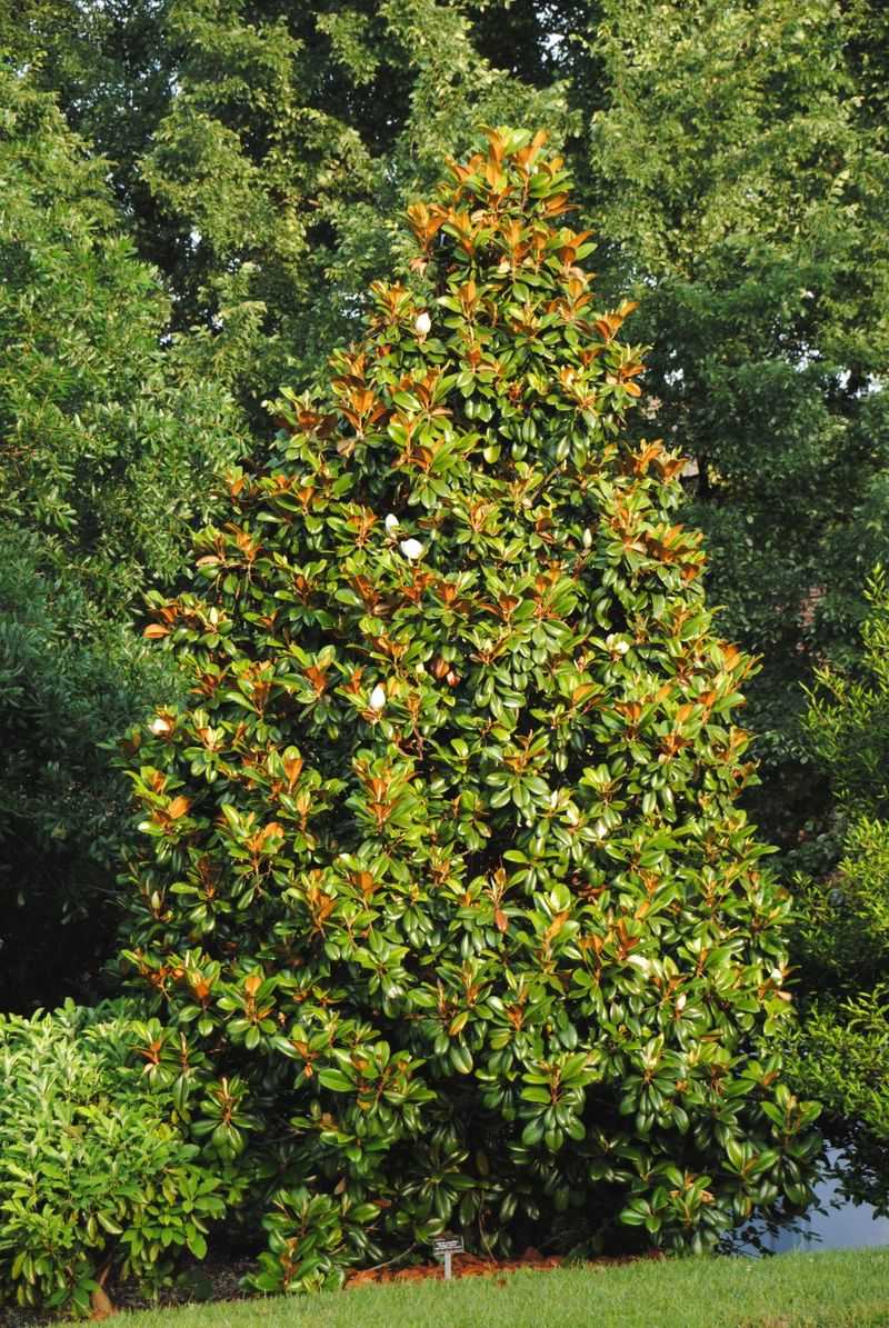 Southern Magnolia - The Grand Dame of Georgia Gardens