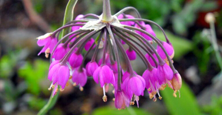 8 Illinois’ Forgotten Heritage Flowers Making a Comeback in Modern Gardens
