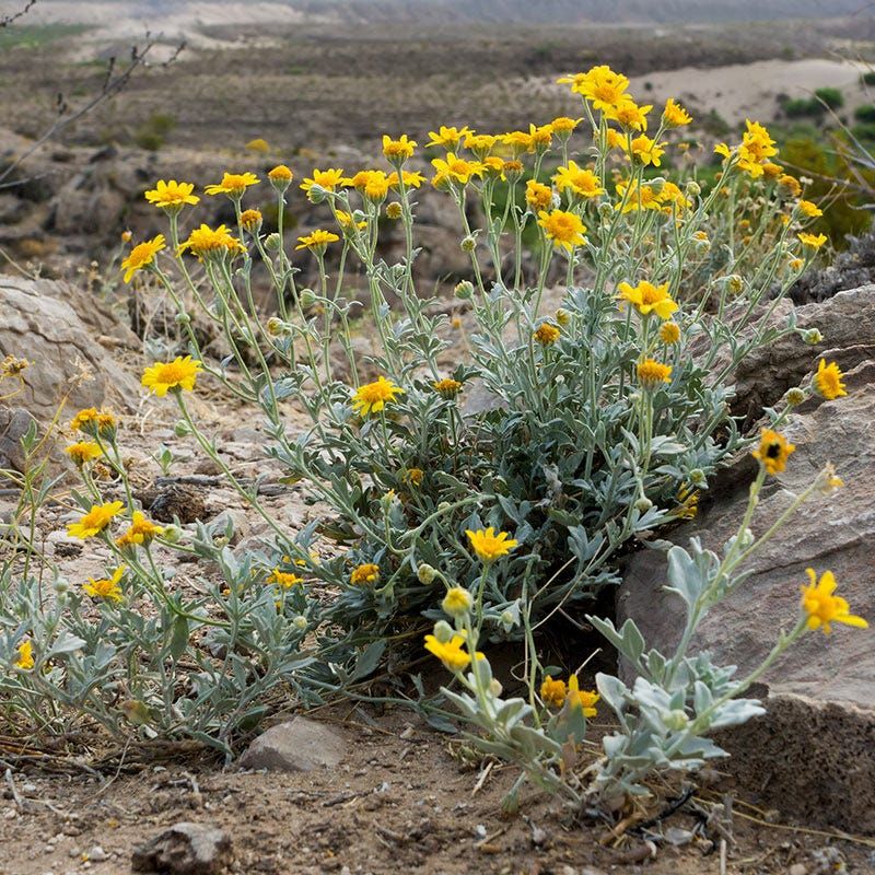 Desert Marigold