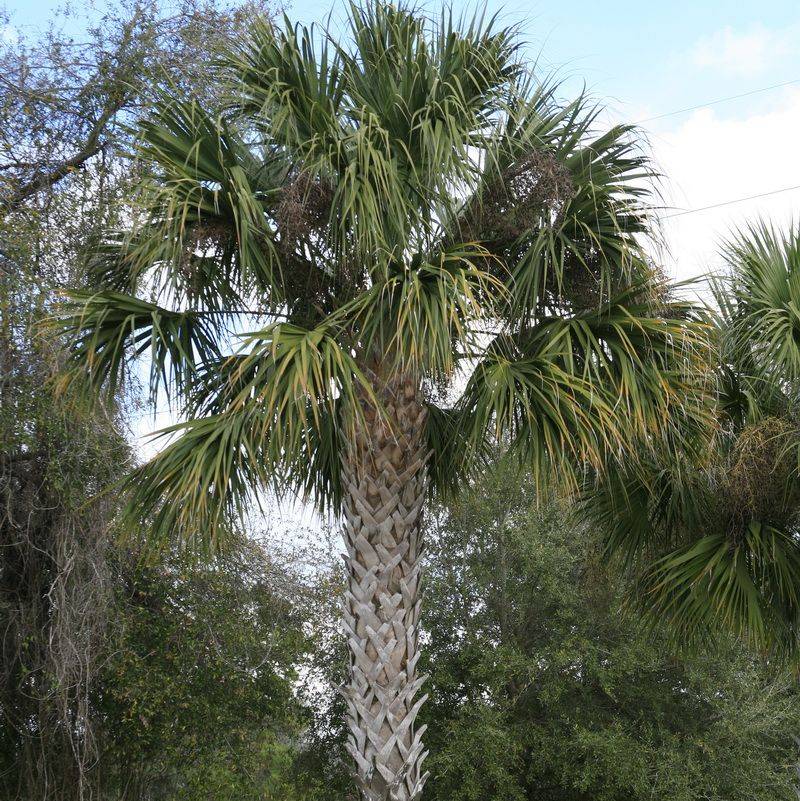 Cabbage Palm